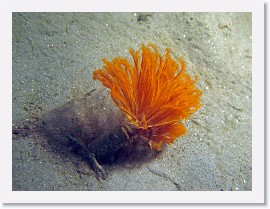 IMG_6157-crop * Featherduster worm (Eudistylia polymorpha) * 2679 x 2009 * (988KB)