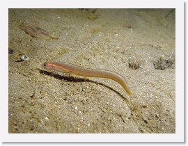 IMG_6158-crop * Spotted Cusk Eel (Chilara taylori) * 2292 x 1719 * (803KB)