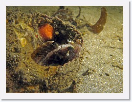 IMG_6163-crop * Sarcastic Fringehead (Neoclinus blanchardi) * 2730 x 2048 * (1.11MB)