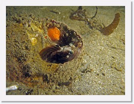 IMG_6165-crop * Sarcastic Fringehead (Neoclinus blanchardi) * 3264 x 2448 * (1.54MB)