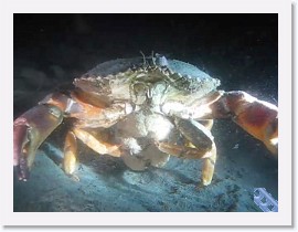 MVI_6176 * VIDEO: Rock Crab aerates her eggs * 160 x 120 * (4.63MB)