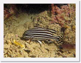 IMG_6918-crop * Juvenile Oriental Sweetlips (Plectorinchus vittatus) * 2511 x 1883 * (984KB)