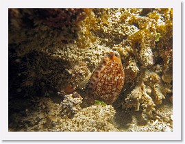 IMG_6930-crop * Cowry * 2500 x 1875 * (1.62MB)