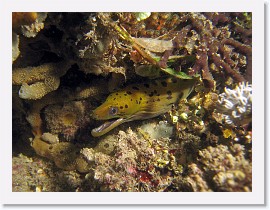 IMG_6938-crop * Fimbriated Moray (Gymnothorax fimbriatus) * 2640 x 1980 * (1.8MB)