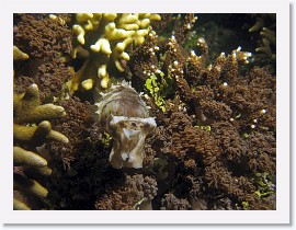 IMG_6971-crop * Cuttlefish * 2556 x 1917 * (1.6MB)