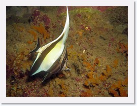 IMG_7022-crop * Young Moorish Idol (Zanclus cornutus) * 2799 x 2099 * (1.75MB)