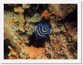 IMG_7031-crop * Juvenile Semicircle Angelfish (Pomacanthus semicirculatus) * 3264 x 2448 * (2.72MB)