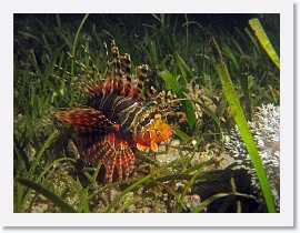 IMG_7059-crop * Zebra Lionfish (Dendrochirus zebra) * 2604 x 1953 * (1.72MB)