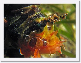 IMG_7062-crop * Zebra Lionfish (Dendrochirus zebra) * 3264 x 2448 * (2.2MB)