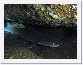 IMG_7699-crop * Whitetip Reef Shark (Triaenodon obesus) * 2505 x 1879 * (1.39MB)