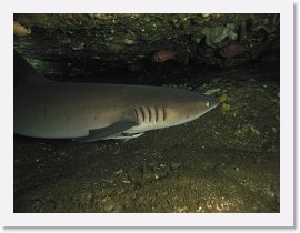 IMG_7704-crop * Whitetip Reef Shark (Triaenodon obesus) * 3264 x 2448 * (1.92MB)